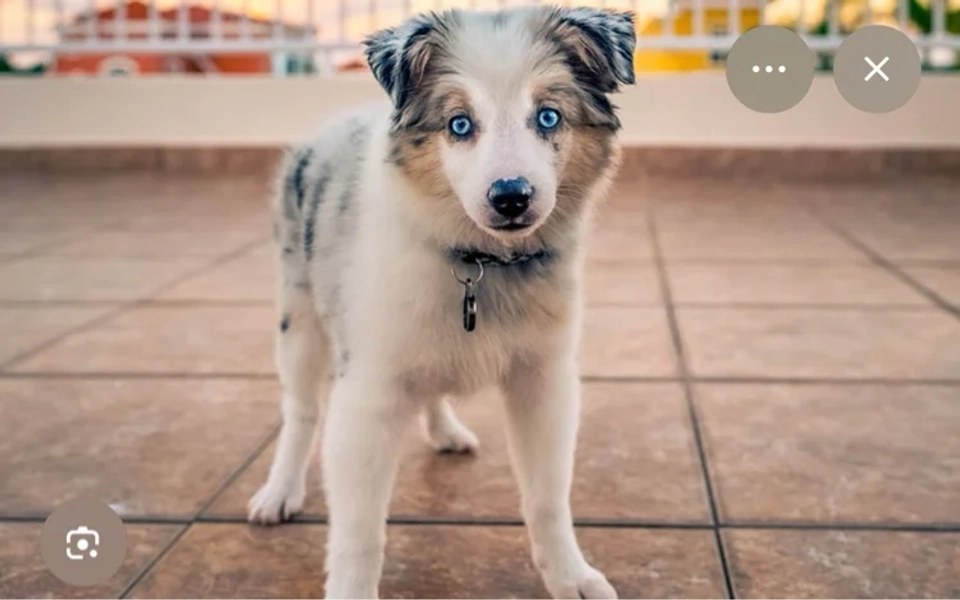 Mini Aussie/mini Australian Shepherd ￼