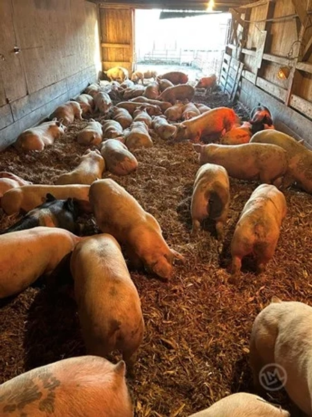 70 Crossbred Feeder Pigs - Duroc, Yorkshire