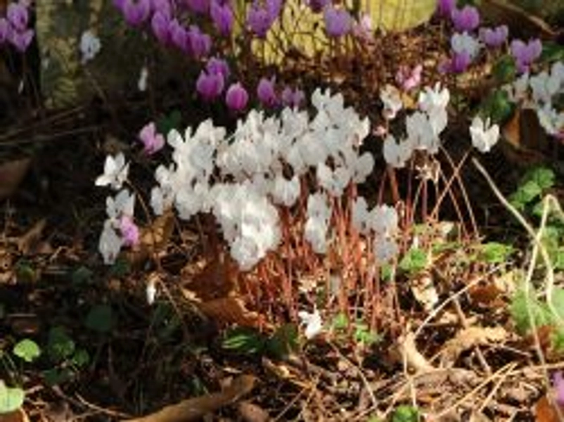 Herbst Alpenveilchen 'Album' - Cyclamen hederifolium 'Album'
