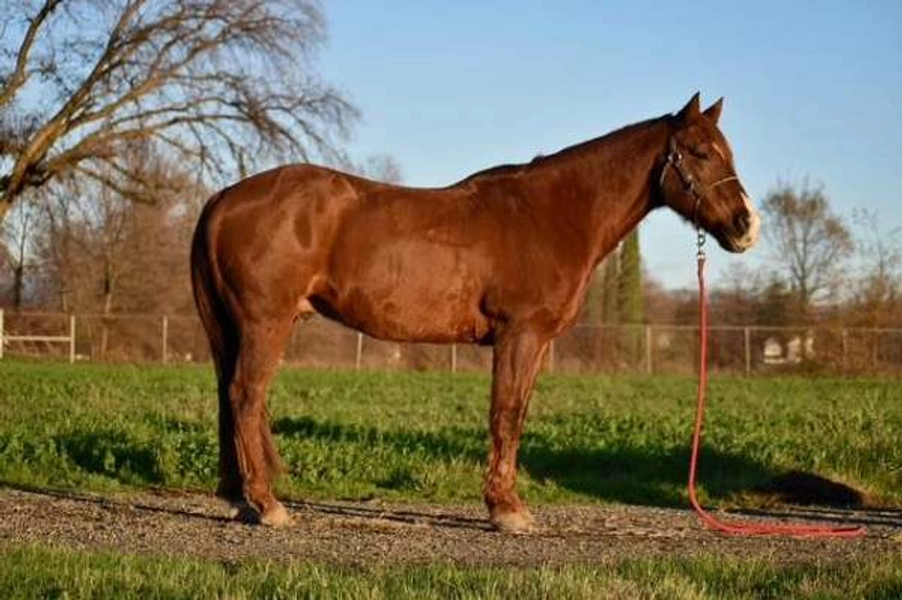 Finished 1D/2D Barrel Horse