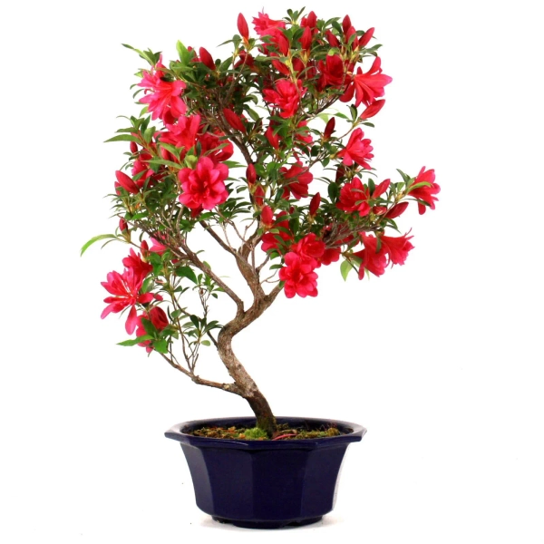 Bonsai Azalee Naruru aus Japan 55 cm