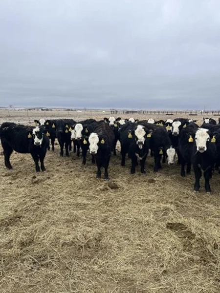 62 F1 Angus - Open Replacement Heifers