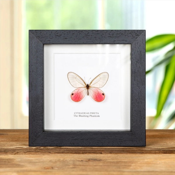 The Blushing Phantom Butterfly In Box Frame (Cithaerias pireta)
