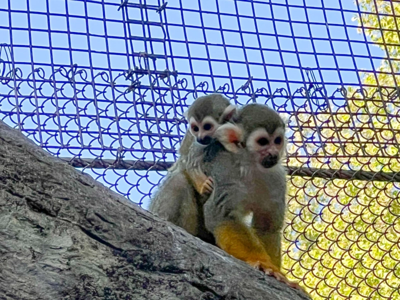 Squirrel monkey for sale - Luxury Pet Source - Buy Baby Monkeys