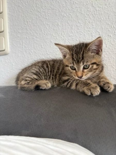 Avoir un bébé chaton pour moi (9mois)