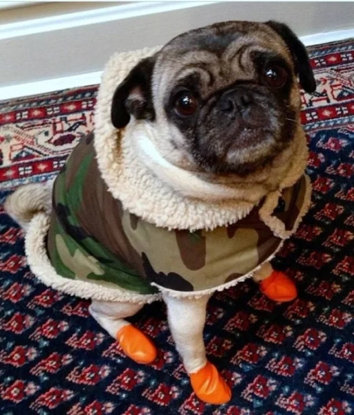 Rain Gear for Pugs: Waterproof Adventure Camo