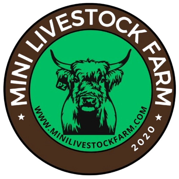 Available Calves – MINI LIVESTOCK FARM