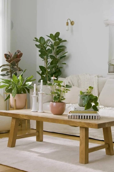 Self-Watering Plants for Easy-Care Plants | easyplant