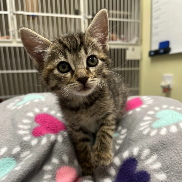 Aspen is available for adoption at Nine Lives Foundation