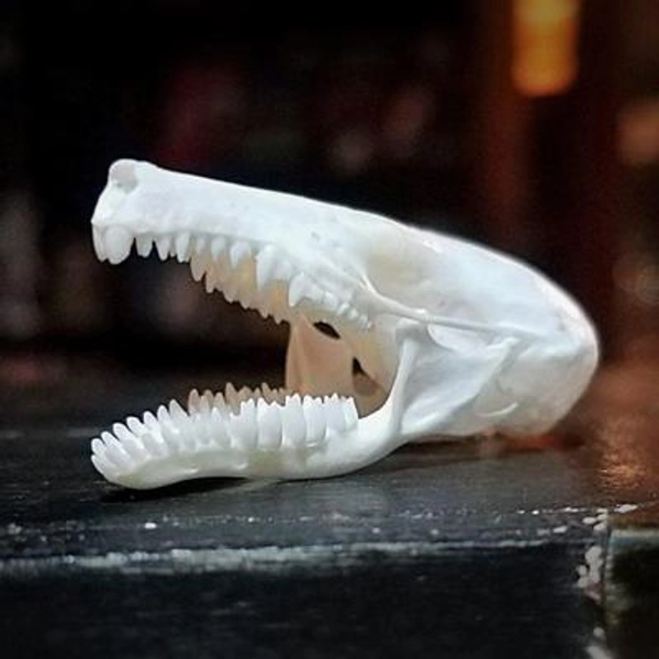 Townsends Mole, Real Animal Skull, Oddities, Curiosities