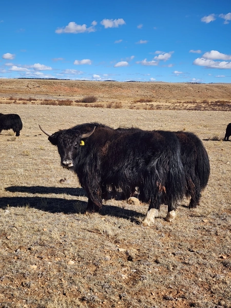 Y767 Native Trim heifer — Pettee Ranch LLC