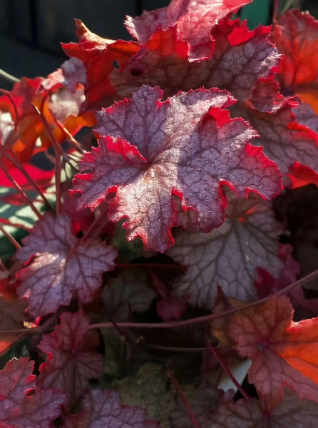 Garten-Purpurglöckchen 'Cascade Dawn' / Heuchera 'Cascade Dawn'
