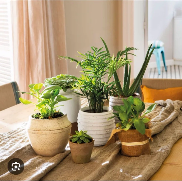 Plantitas interiores 