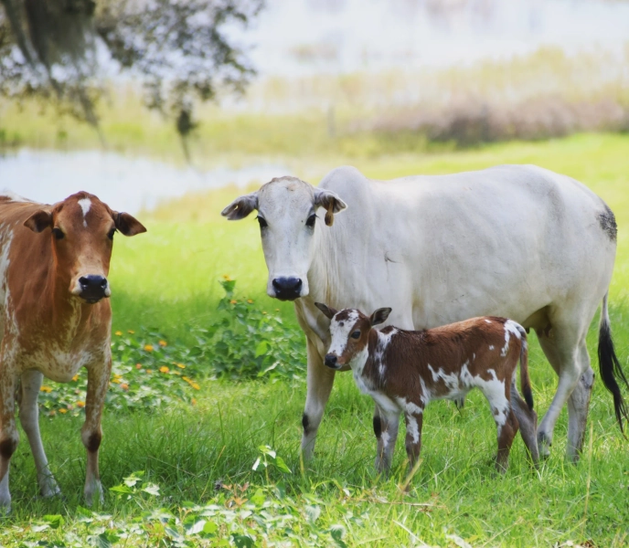 River Ranch Zebu Farm