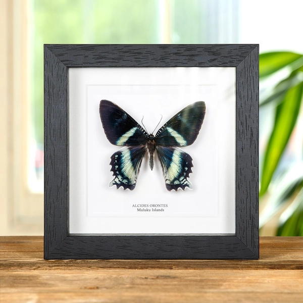 Alcides orontes Moth In Box Frame from Maluku islands