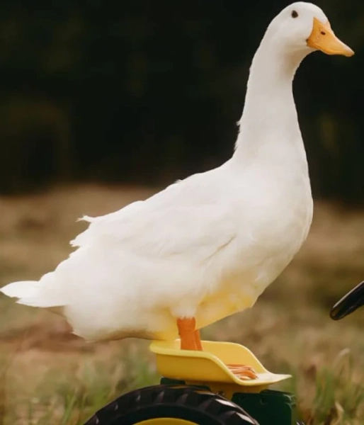 Jumbo Pekin Duckling (JSP ) Male