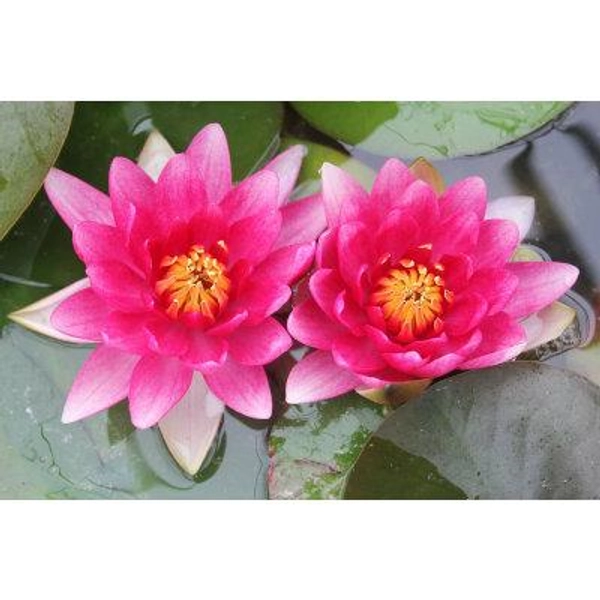 Anglo Aquatic Red Attraction Nymphaea Lily - 1L