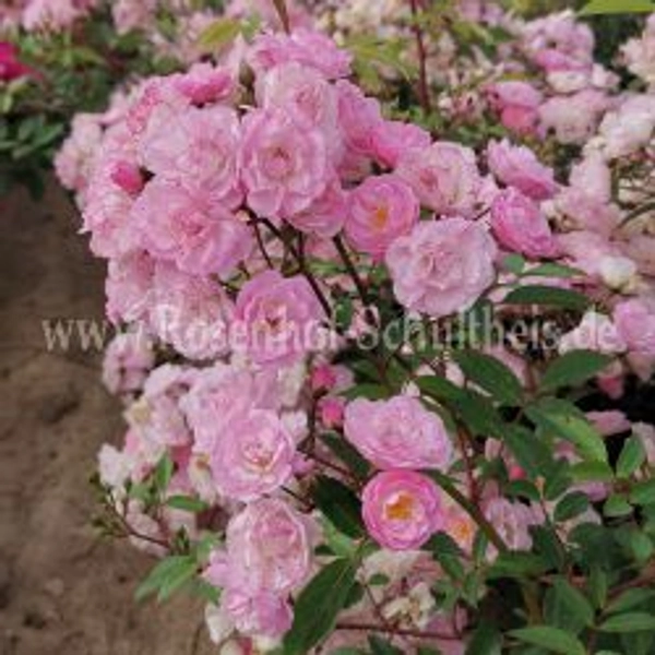 Heavenly Pink®