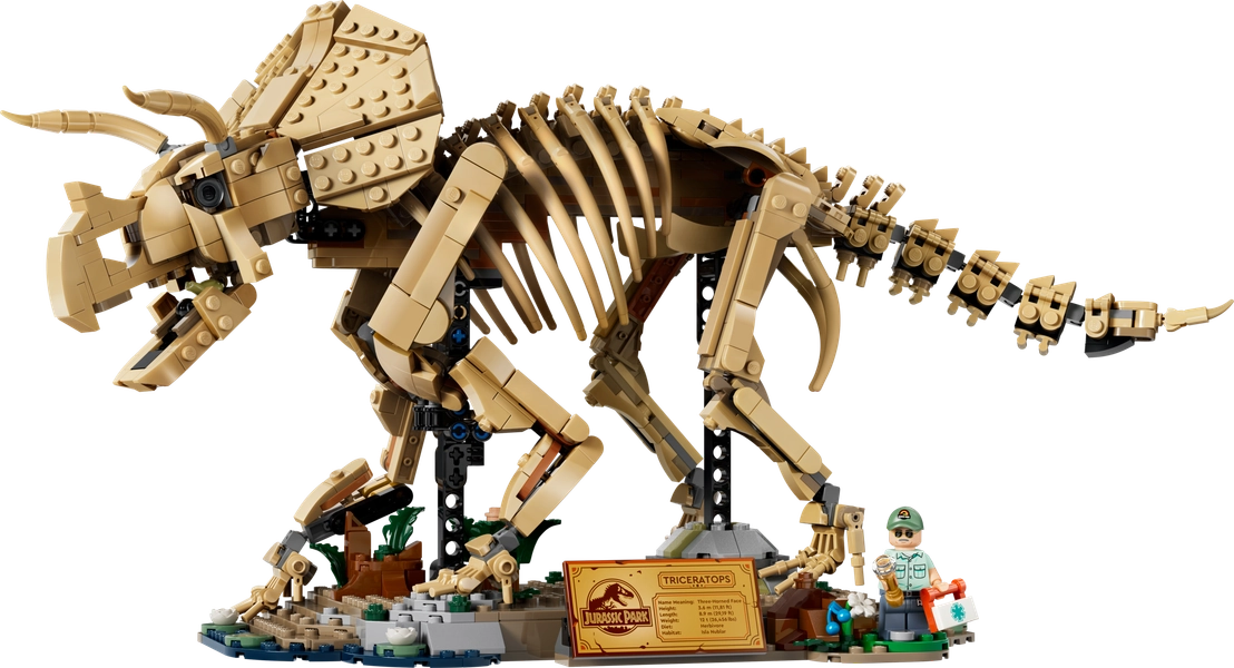 Dinosaur Fossils: Triceratops