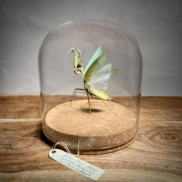 Real Praying Mantis in Glass Dome, Lifelike Insect Specimen