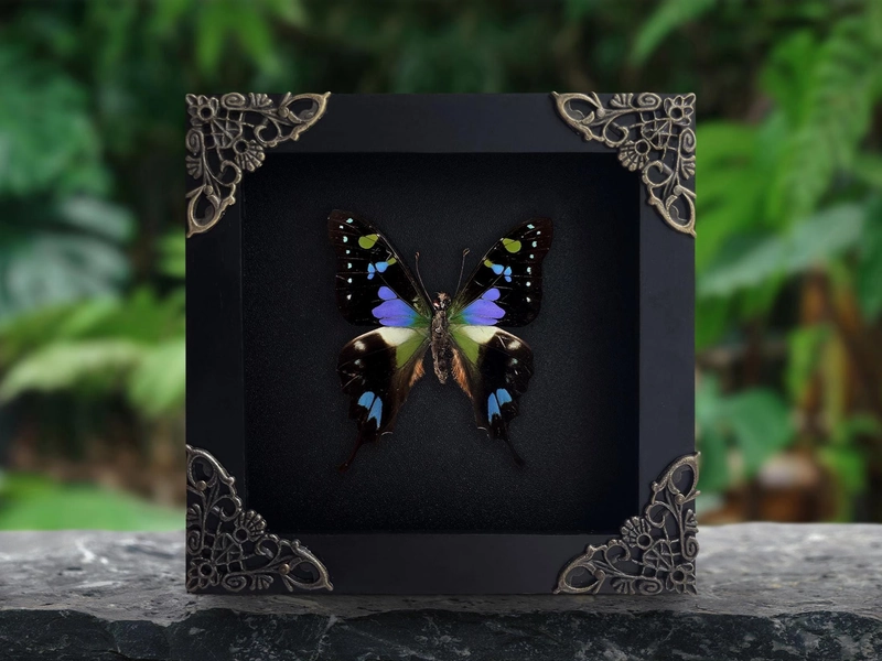 Real Framed Butterfly Graphium weiskei Insect Shadow Box Oddities Bug Insect Specimens Taxidermy Taxadermy Gothic Decor Wall Hanging