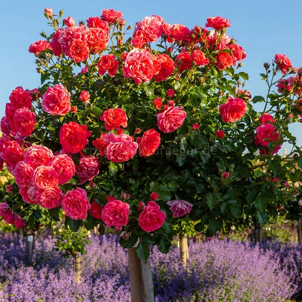 Rosarium Uetersen ®