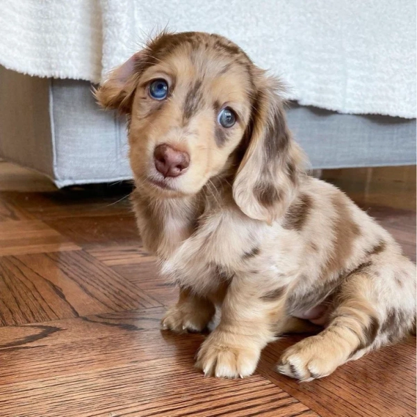 miniature weiner dog