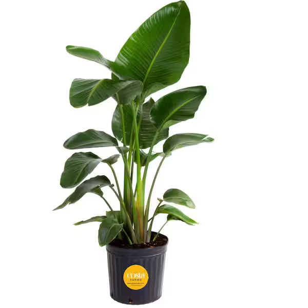 Costa Farms White Bird of Paradise Indoor Plant in 10 in. Grower Pot, Avg. Shipping Height 2-3 ft. Tall CO.WB10.GP