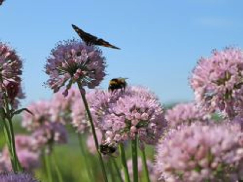 Berg-Lauch - Allium senescens subsp. montanum