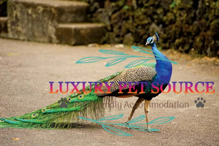 Peacocks for Sale - Luxury Pet Source - Peacock Bird for sales.