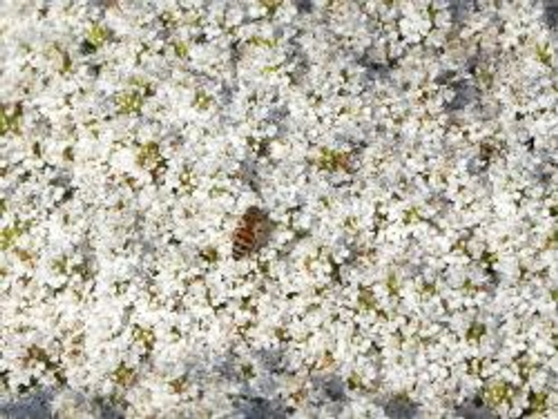 Thymian 'Albus' - Thymus serpyllum 'Albus'