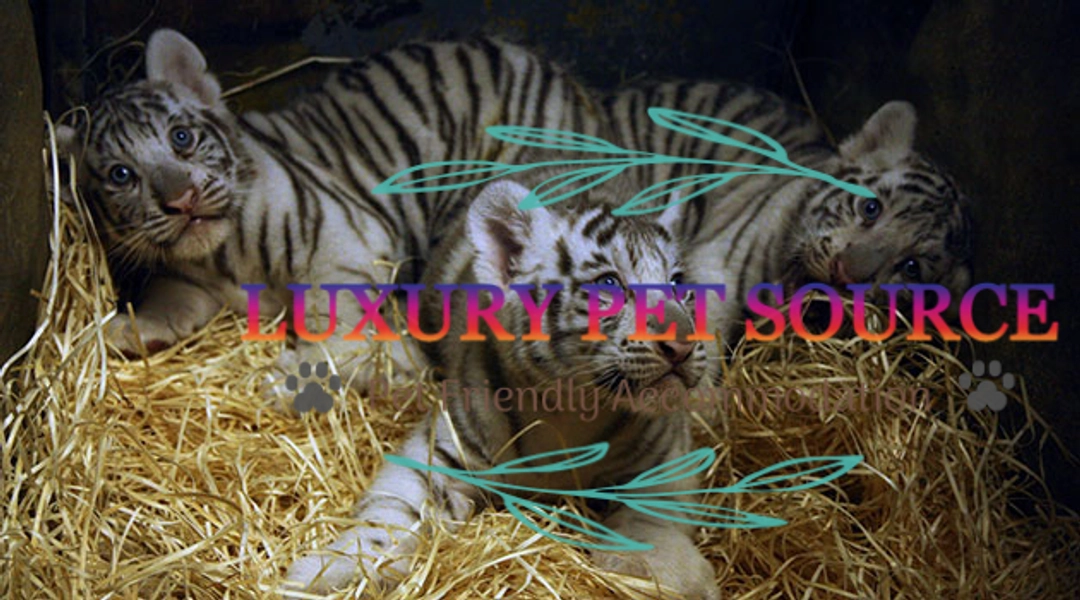 Tiger Cubs For Sale - Luxury Pet Source Luxury Cubs For Sale.