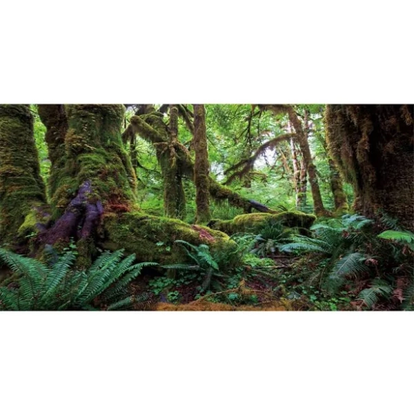 30x18 in Terrarium Backdrop Rainforest Moss Tree Reptile Habitat Background | General Green Tropical Forest Polyester Aquarium Background : Pet