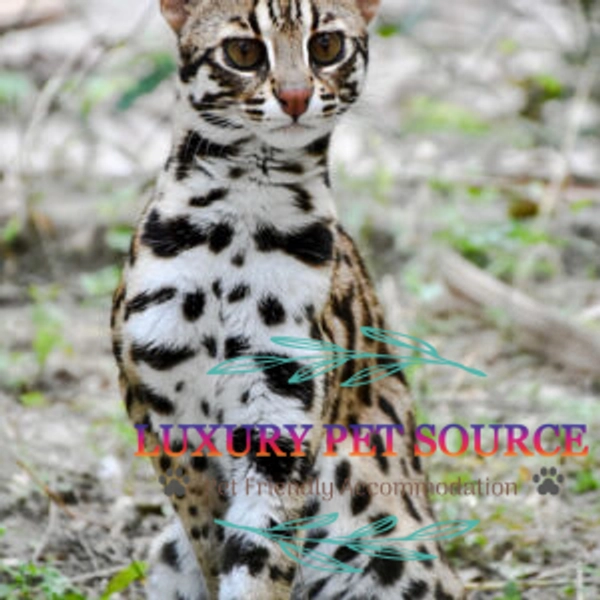 Asian Leopard Cat For Sale - Luxury Pet Source - Buy baby tiger online