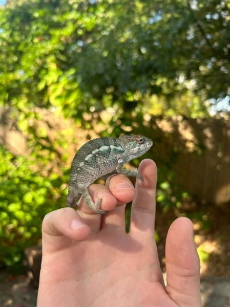 Ambilobe Panther Chameleon