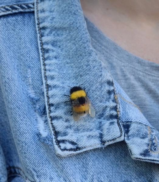 Felted Bumblebee Brooch, Realistic Wild life  Bee Pin, Gift for Gardener