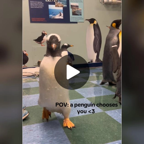 TikTok · Maisey