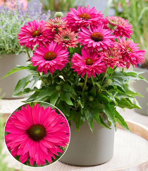 Echinacea 'SunSeekers® Sweet Fuchsia'