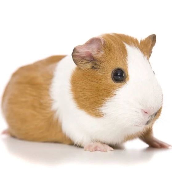 Tap10 Latitude Run Cute Guinea Pig