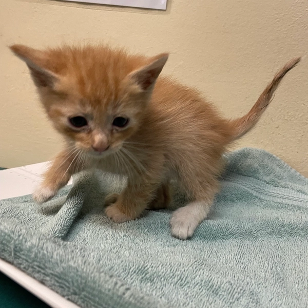 Cheddar is available for adoption at Pasadena Humane