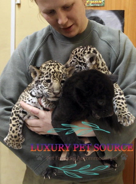 Jaguar Cubs For Sale - Luxury Pet Source - Baby Jaguar for sale
