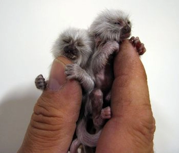 Spider monkey for sale - Luxury Pet Source - Buy monkeys online