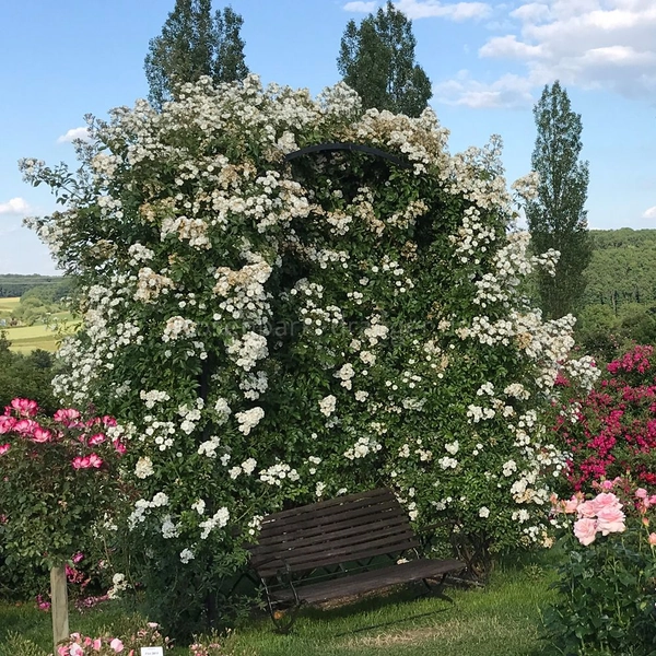 Guirlande d' Amour ®