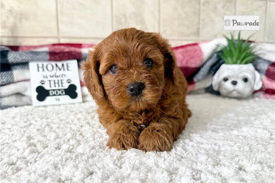 Journey - Cavapoo Puppy A58110