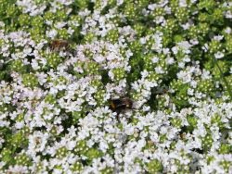 Frühblühender Thymian 'Albiflorus' - Thymus praecox 'Albiflorus'