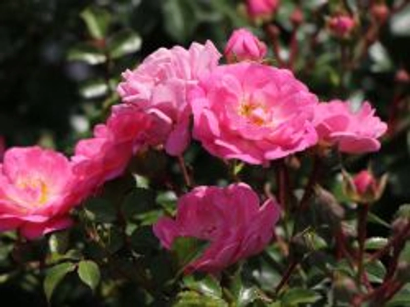 Bodendeckerrose 'Satina' ® - Rosa 'Satina' ® ADR-Rose