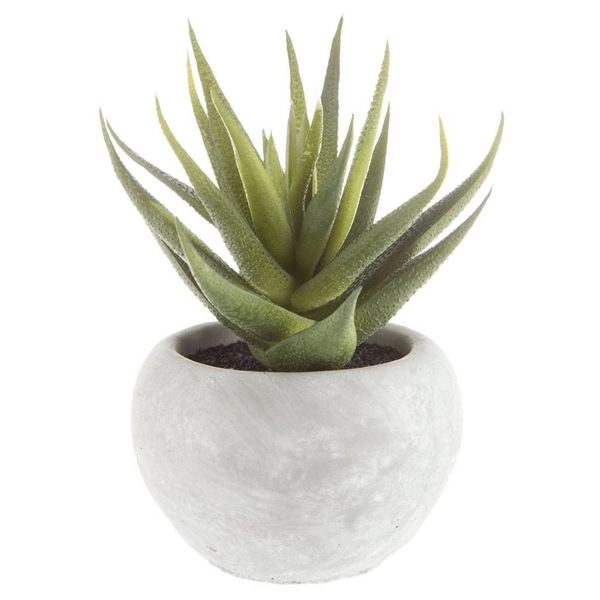 Aloe In Gray Cement Pot
