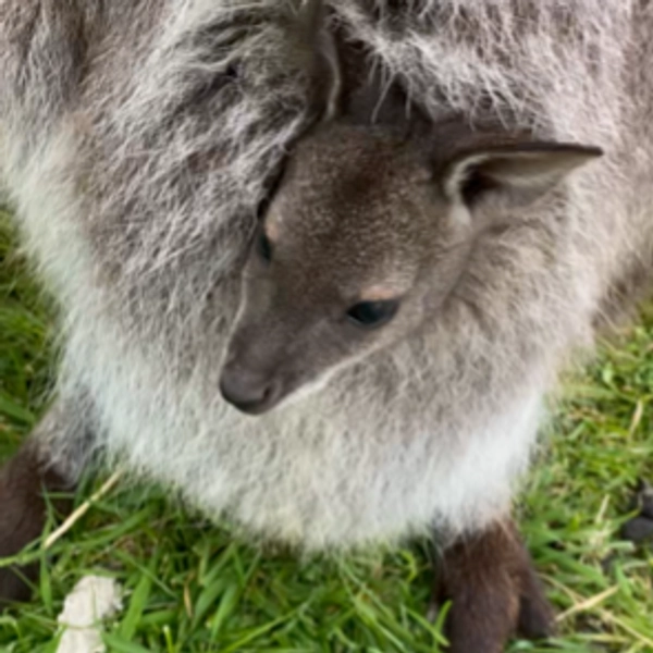 Bennett's Wallabies - For Sale | Kissing Gate Farm