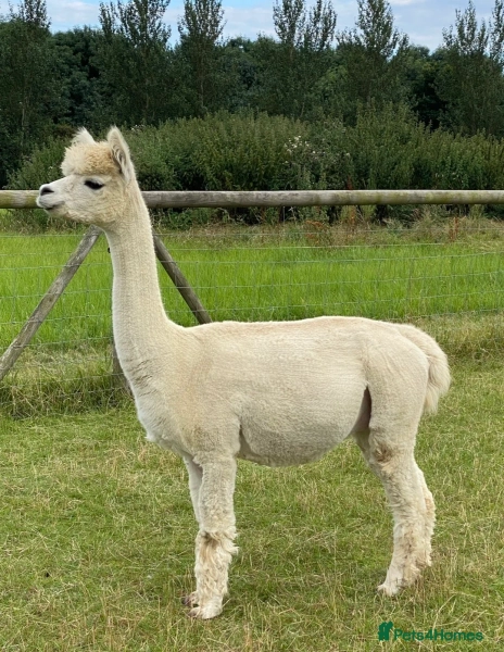 Group 4 Female Alpaca 