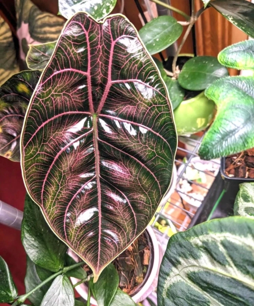 Alocasia Azlanii Red mambo 4” pot **(ALL plants require you to purchase ANY 2 plants!)**